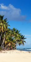 praia-caribenha-com-palmeiras-e-ceu-azul